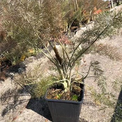 Topfgrösse 1 Liter - Dunkelblättriger Wildfenchel - Foeniculum vulgare 'Purpureum'