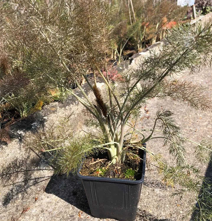 Dunkelblättriger Wildfenchel - Foeniculum vulgare 'Purpureum'
