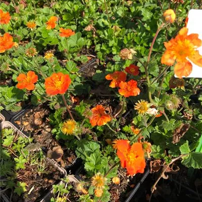 Topfgrösse 0.5 Liter - Nelkenwurz - Geum coccineum 'Borisii'