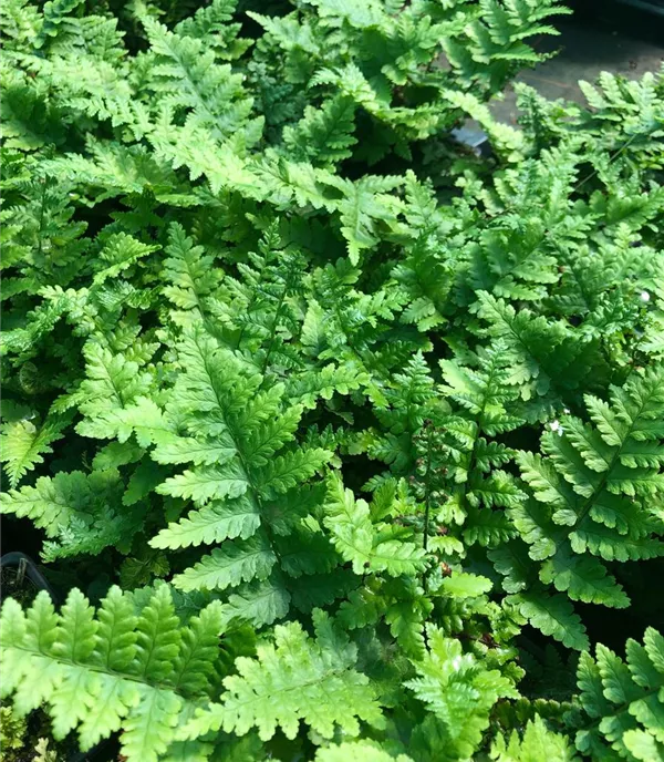 Dryopteris filix-mas