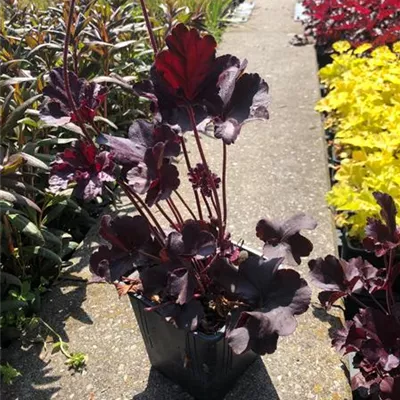 Topfgrösse 1 Liter - Purpurglöckchen - Heuchera 'Obsidian'