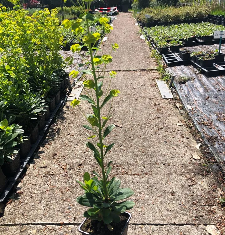 Wolfsmilch - Euphorbia amygd. var.robbiae