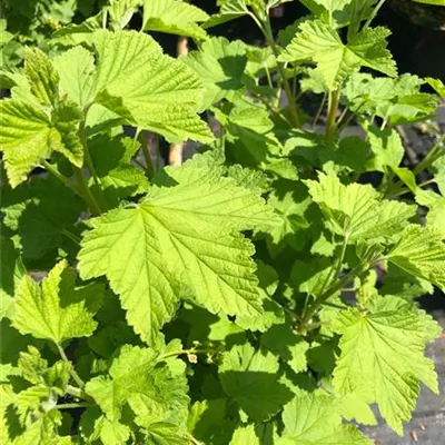 Hochstamm im Container - Ribes (Johannisbeere) 'Rovada'