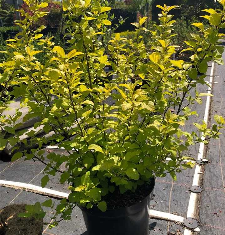Blasenspiere - Physocarpus opulifolius 'Dart's Gold'