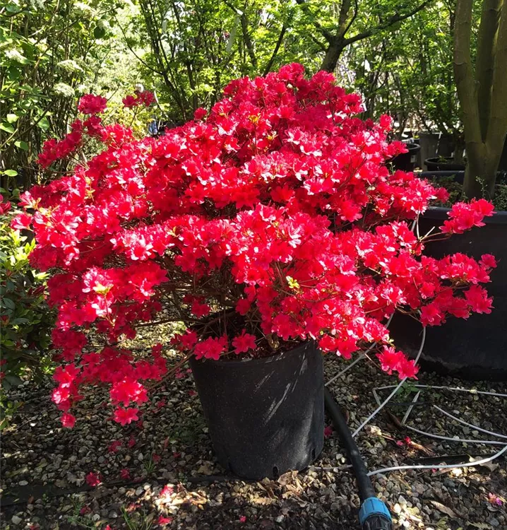 Rhododendron, Azalee - Rhododendron (Japanische Azalee) 'Hino-crimson'