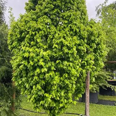 Solitär 275-300 1516 - Säulen-Hainbuche 'Monument' - Carpinus betulus 'Fastigiata Monument' - Collection