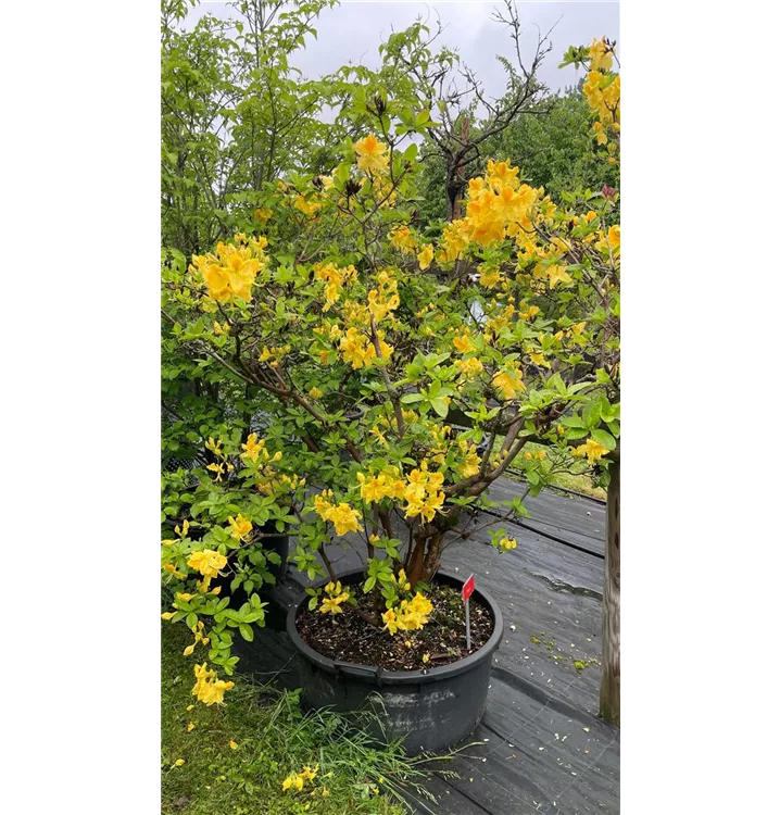 Sommergrüne Azalee 'Chetco' - Rhododendron luteum 'Chetco' - Collection