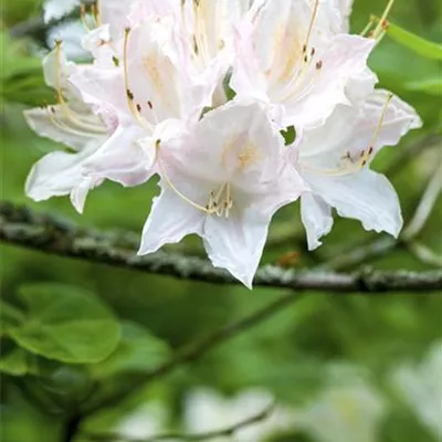 Solitär 140-160 HP24-605 876 - Sommergrüne Azalee 'Whitethroat' - Rhododendron luteum 'Whitethroat' - Collection