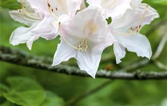 Rhododendron luteum 'Whitethroat' - Collection