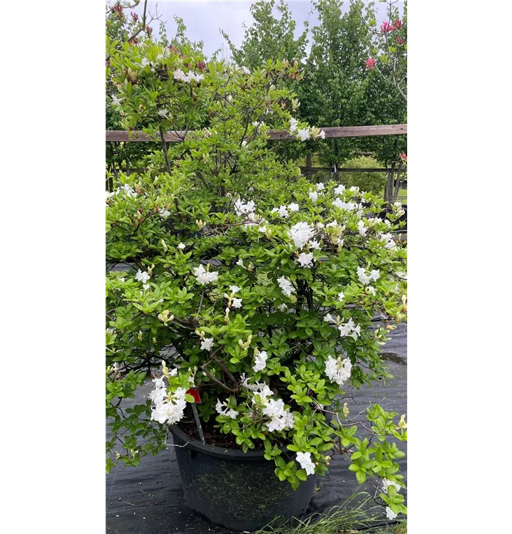 Sommergrüne Azalee 'Whitethroat' - Rhododendron luteum 'Whitethroat' - Collection