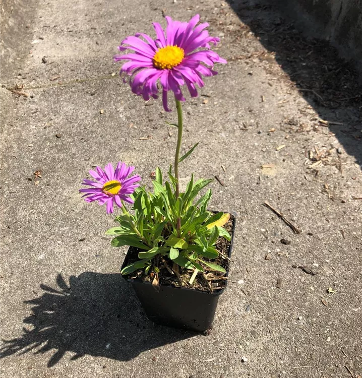 Alpenaster - Aster alpinus 'Happy End'