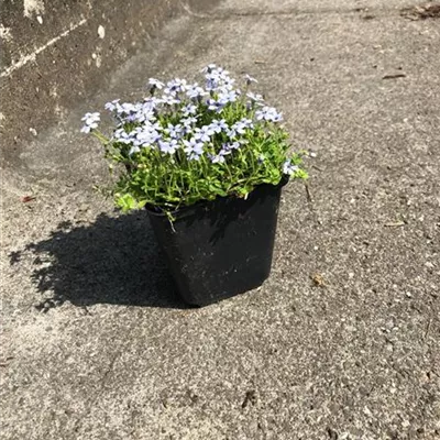 Topfgrösse 0.5 Liter - Garten-Scheinlobelie 'Dark Blue' - Isotoma fluviatilis 'Dark Blue'