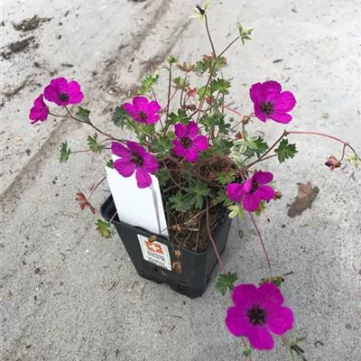 Topfgrösse 0.5 Liter - Storchschnabel - Geranium cinereum 'Giuseppii'