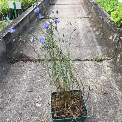 Topfgrösse 0.5 Liter - Ausdauernder Lein 'Saphir' - Linum perenne 'Saphir'
