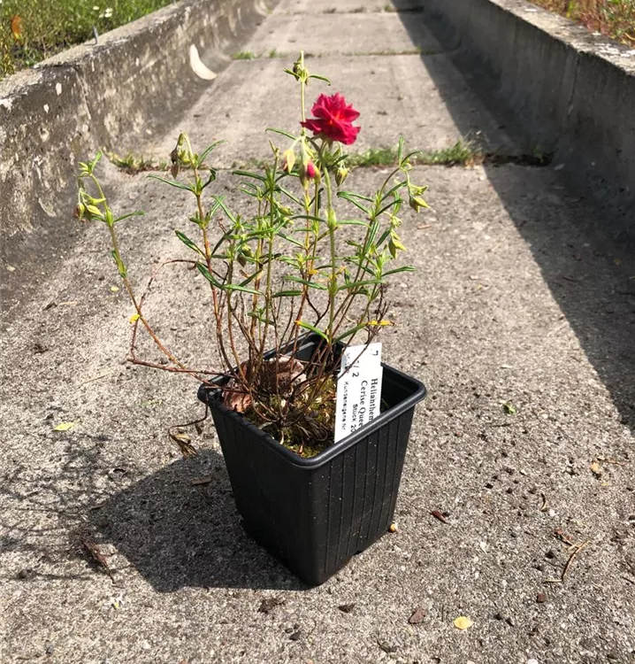 Garten-Sonnenröschen 'Cerise Queen' - Helianthemum 'Cerise Queen'