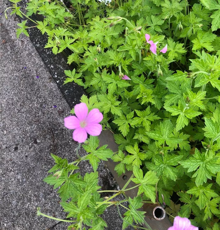 Pyrenäen-Storchschnabel - Geranium endressii 'Wargrave Pink'