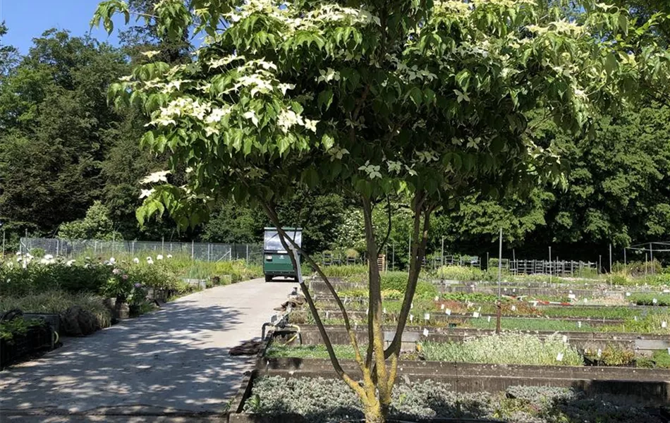 Atelier Vierkant A60 Pflanzgefäss weiss Atelier Vierkant A60 Pflanzgefäss weiss