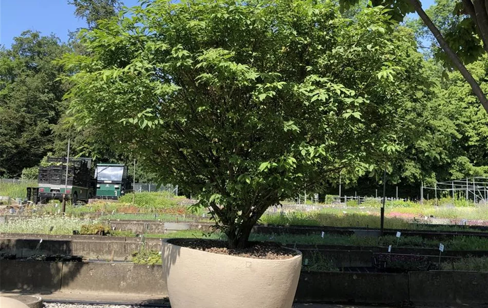 Atelier Vierkant Pflanzgefäss HK75 weiss Atelier Vierkant Pflanzgefäss HK75 weiss