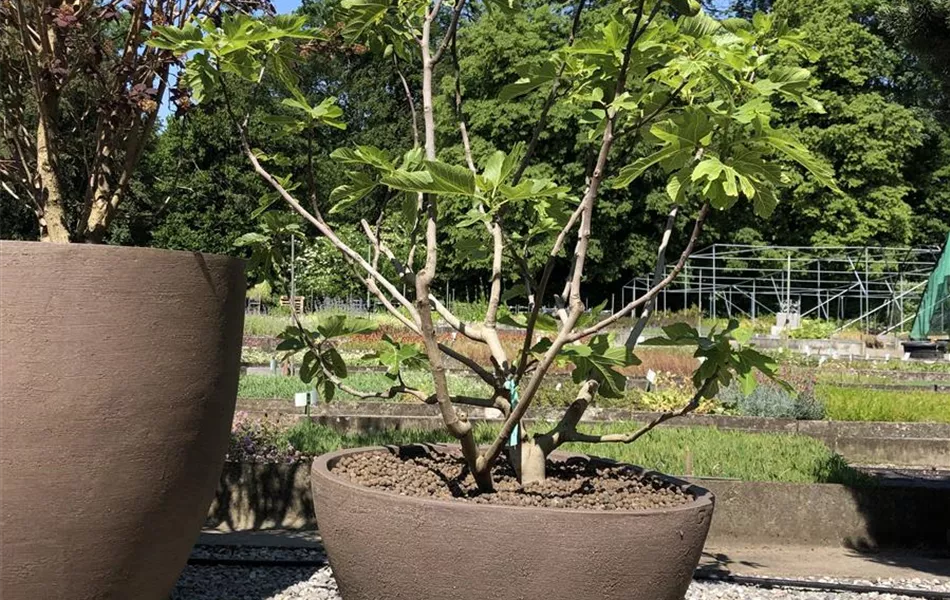 Atelier Vierkant Pflanzgefäss HK60 Grau Atelier Vierkant Pflanzgefäss HK60 Grau