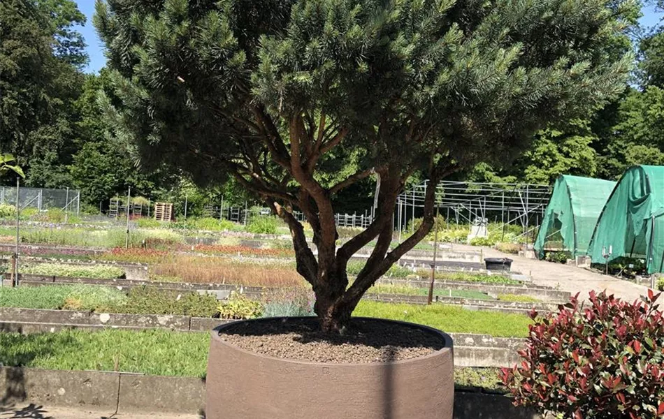 Atelier Vierkant Pflanzgefäss U120 Grau Atelier Vierkant Pflanzgefäss U120 Grau