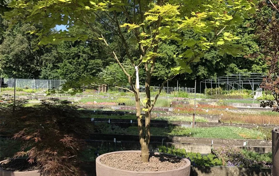 Atelier Vierkant Pflanzgefäss A80 Grau Atelier Vierkant Pflanzgefäss A80 Grau