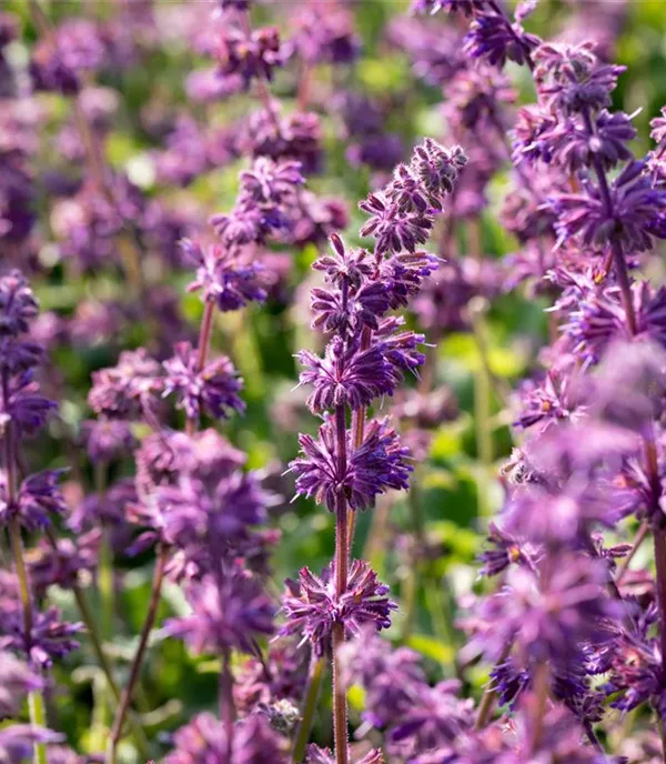 Salvia verticillata 'Purple Rain'