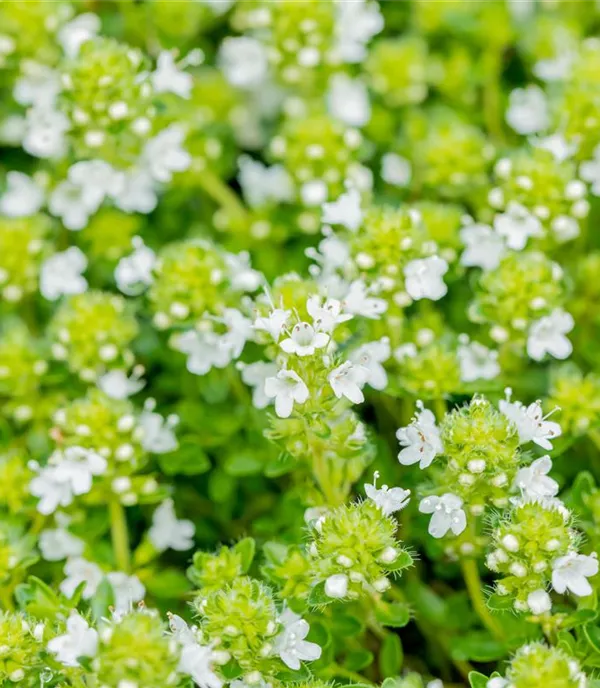 Thymus praecox 'Albiflorus'