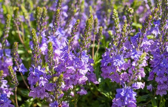 Veronica spicata 'Shirley Blue'