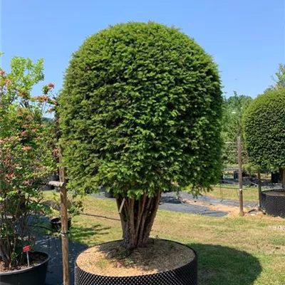 Bienenkorb Nr. HP23-167 5700 - Heimische Eibe - Taxus baccata - Collection