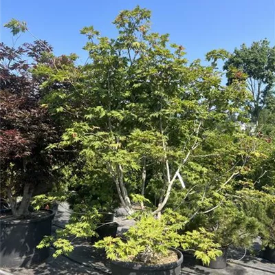 Solitär HP23-30 2950 - Japanischer Feuerahorn 'Aconitifolium' - Acer japonicum 'Aconitifolium' - Collection