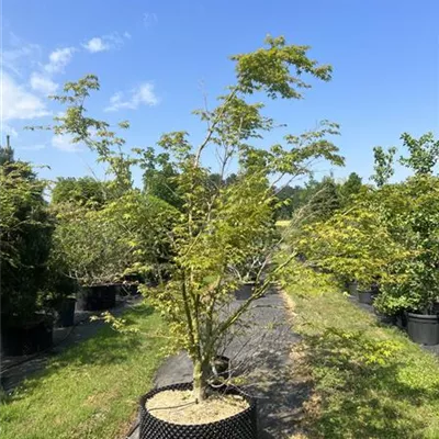Solitär - Fächerahorn - Acer palmatum - Collection