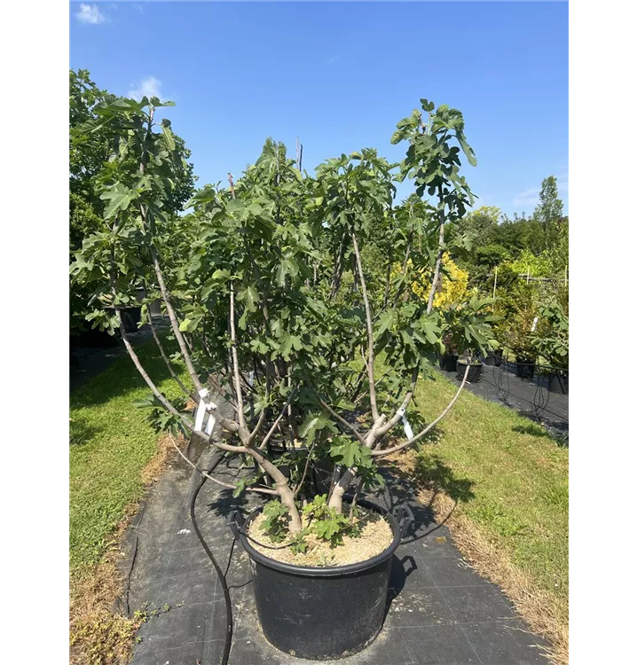 Feige 'Brown Turkey' - Ficus carica 'Brown Turkey' - Collection