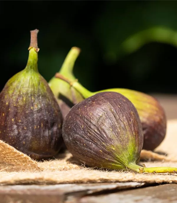 Ficus carica 'Nero' - Collection
