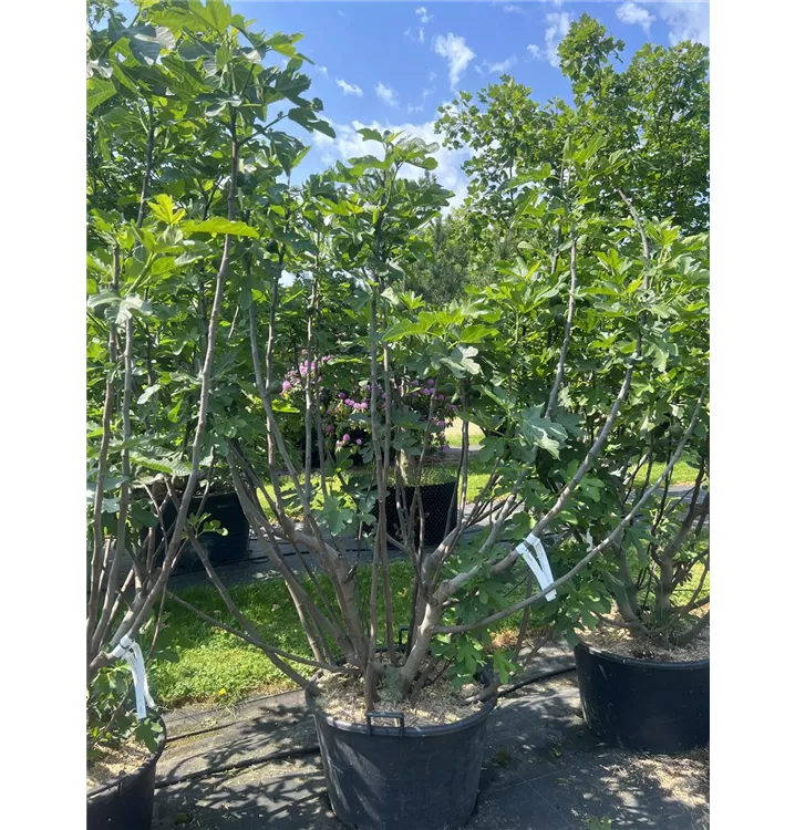 Feige 'Brogiotto Nero' - Ficus carica 'Nero' - Collection