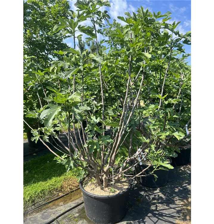 Echte Feige 'Del Portogallo' - Ficus carica 'Portogallo' - Collection