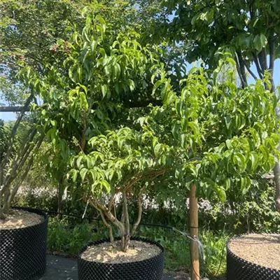 Schirmform HP22-35B 1300 - Heptacodium - Heptacodium miconioides - Collection