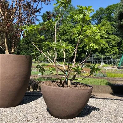 Solitär 295, Trog Atelier Vierkant HK60 Grau 867 - Feige - Ficus carica CAC - Collection