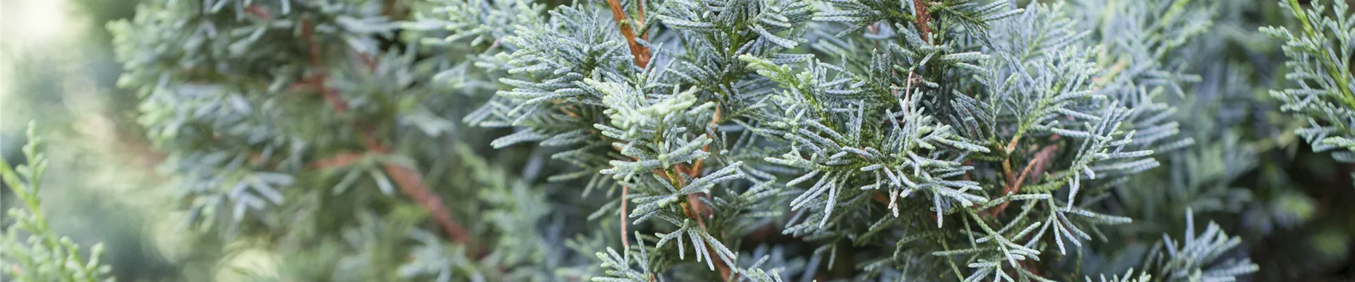 Bodendecker online kaufen | Bauer Baumschulen AG Bodendecker online kaufen | Bauer Baumschulen AG