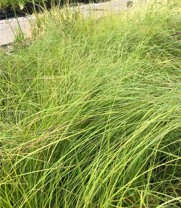 Bouteloua gracilis