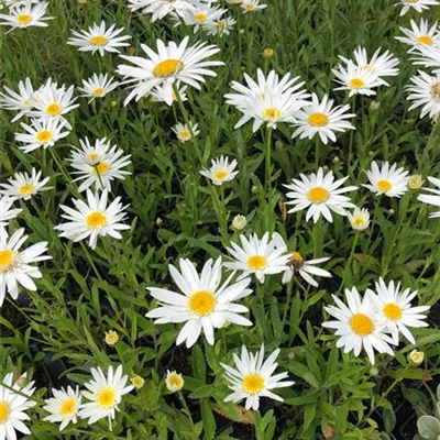 Topfgrösse 1 Liter - Grossblumige Garten-Margerite 'Christine Hagemann' - Leucanthemum 'Christine Hagemann'