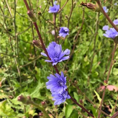 Topfgrösse 0.5 Liter - Wegwarte, Zichorie - Cichorium intybus