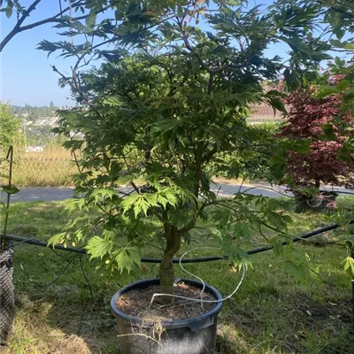 WA 314.418 - Japanischer Feuerahorn 'Aconitifolium' - Acer japonicum 'Aconitifolium' - Collection