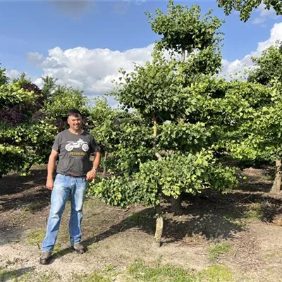Bonsai Nr. 23-E27 7000 - Fächerblattbaum - Ginkgo biloba - Collection