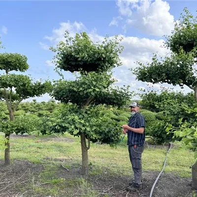 Bonsai Nr. 23-E52 3800 - Fächerblattbaum - Ginkgo biloba - Collection