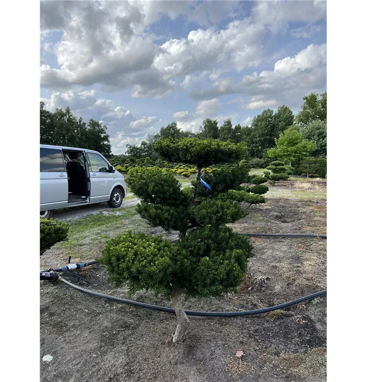 Japanische Zwergeibe 'Nana' - Taxus cuspidata 'Nana' - Collection