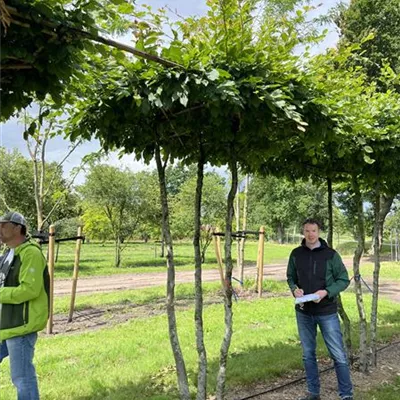 Dachform 240-260 23/24-30A 2085 - Hainbuche,Weißbuche - Carpinus betulus - Collection