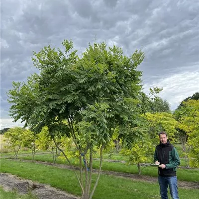 Schirmform 350-400 - Blasenbaum - Koelreuteria paniculata - Collection