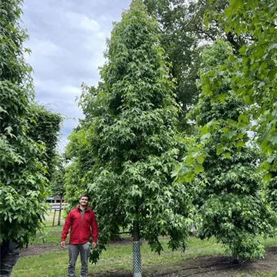 Kegel 600-700 23-6A 4950 - Amberbaum 'Palo Alto' - Liquidambar styraciflua 'Palo Alto' - Collection