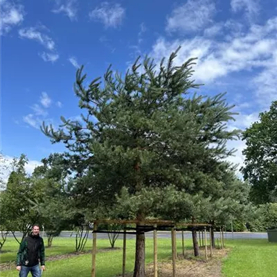 Charakterbaum 50-60 - Kiefer - Pinus sylvestris - Collection