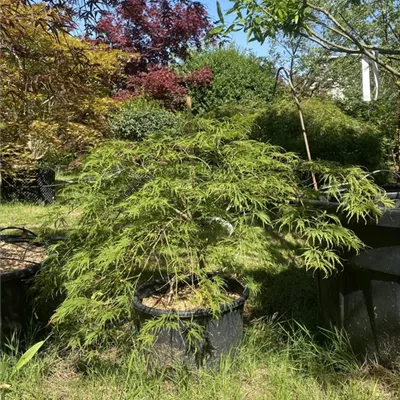 WA311.442 - Grüner Schlitzahorn - Acer palmatum 'Dissectum' - Collection